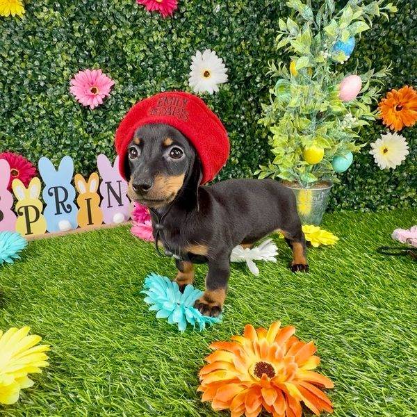 Puppy Dreams - Denton