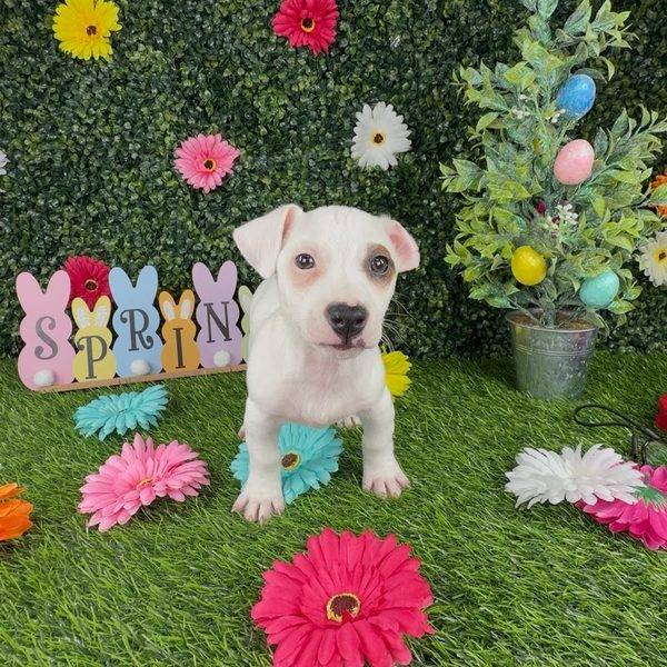 Puppy Dreams - Denton