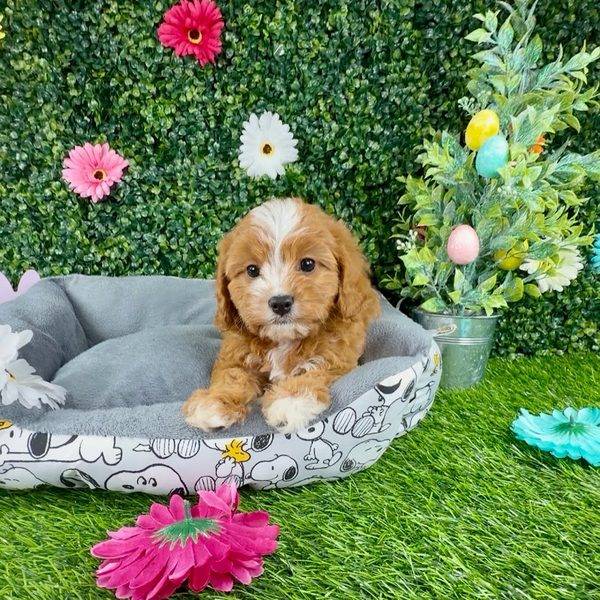 Puppy Dreams - Denton