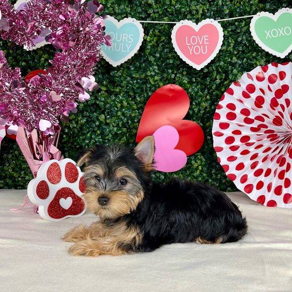 Puppy Dreams - Denton
