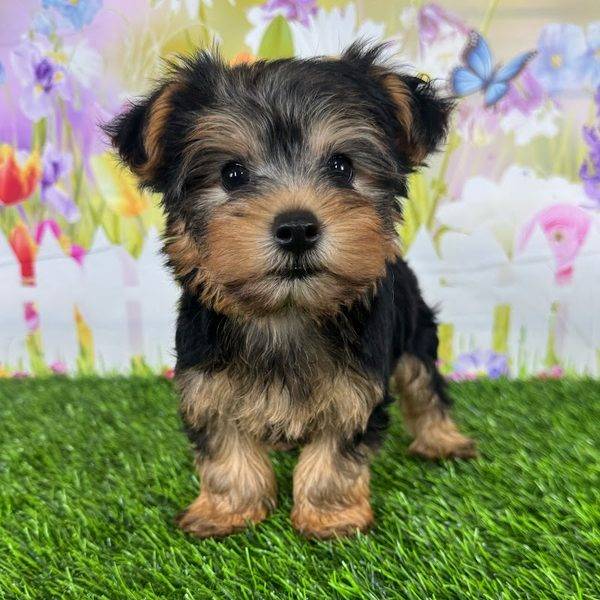 Puppy Dreams - Denton