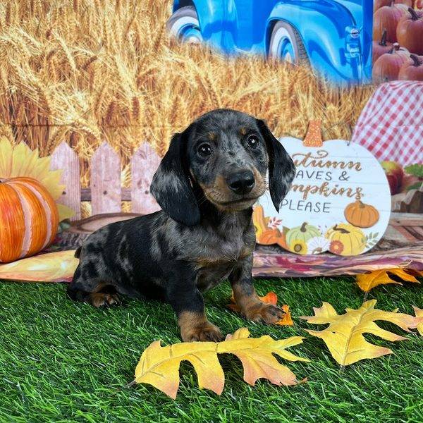 Puppy Dreams - Denton
