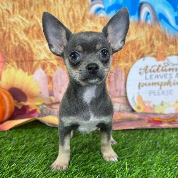Puppy Dreams - Denton