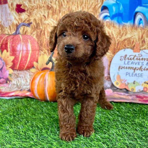 Puppy Dreams - Denton