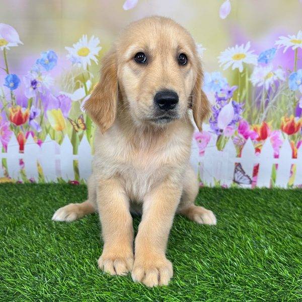 Puppy Dreams - Denton