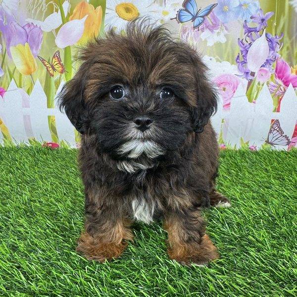 Puppy Dreams - Denton